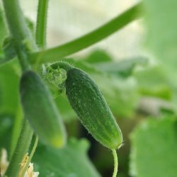 Agurk fr�. Monika. Cucumis sativus. Ca. 15 Fr�