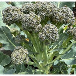 Broccoli. Montebello. Sprouting. F1. Fr