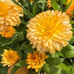 Morgenfrue fr�. Apricot twist. Calendula officinalis. Ca. 550 Fr�