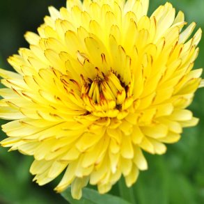 Morgenfrue fr�. Pacific Beauty Cream. Calendula officinalis. Ca. 500 Fr�