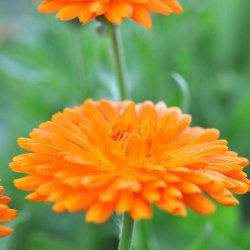 Morgenfrue fr. Balls orange. Calendula officinalis. Ca. 225 kologiske Fr.