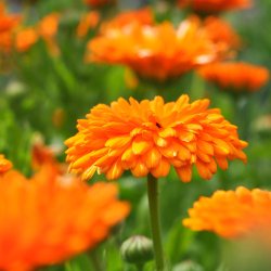 Morgenfrue fr. Balls orange. Calendula officinalis. Ca. 225 kologiske Fr.