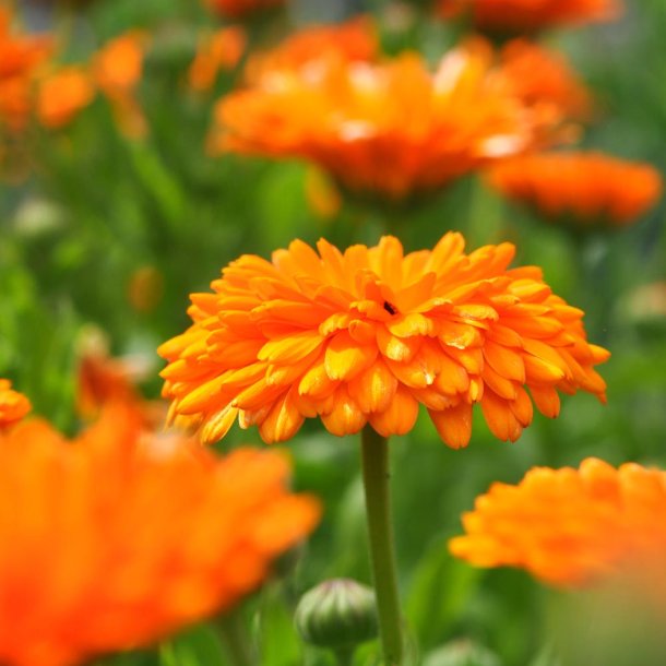 Morgenfrue fr. Balls orange. Calendula officinalis. Ca. 225 kologiske Fr.