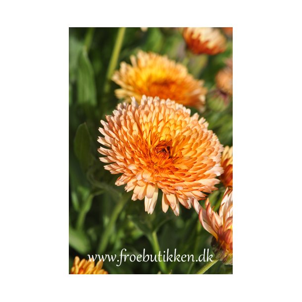 Morgenfrue. Calendula officinalis. Orange flash. Fr