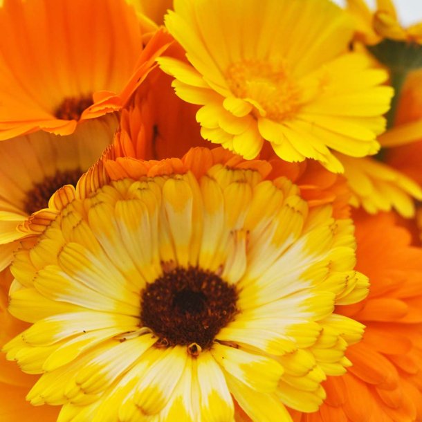Morgenfrue fr. Pacific beauty. Calendula officinalis. Ca. 180 kologiske fr