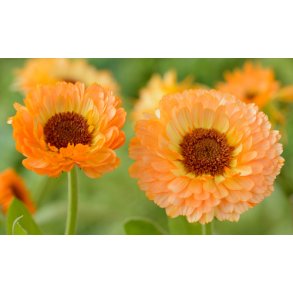 Morgenfrue. Pink surprise. Calendula officinalis. Fr