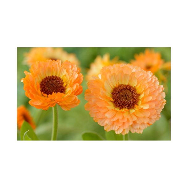 Morgenfrue. Calendula officinalis. Pink surprise.  Fr