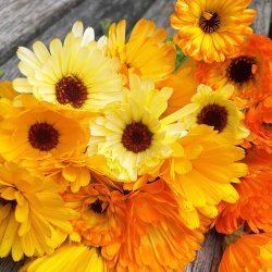 Morgenfrue fr. Pacific beauty. Calendula officinalis. Ca. 180 kologiske fr