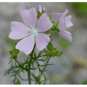 Katost, Moskus. Malva moschata. Fr.