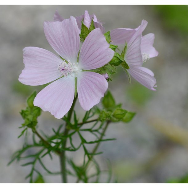 Katost, Moskus. Malva moschata. Fr.