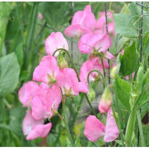 rteblomster. Mrs. R. Bolton. Fr.
