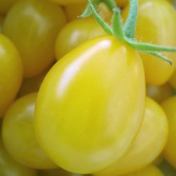 Tomat fr�. Ildi. Solanum lycopersicum. Ca. 10 fr�