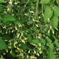 Tomat fr�. Yellow clementine. Solanum lycopersicum. Ca. 45 �kologiske fr�