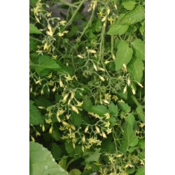 Tomat. Yellow clementine. Solanum lycopersicum. kologisk Fr