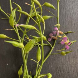 Radiser fr�. M�nchen Bier. Raphanus sativus. Ca. 375 Fr�.