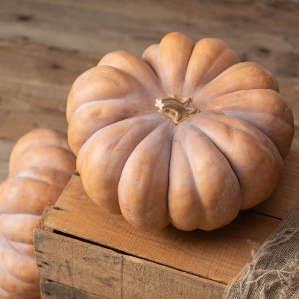 Gr�skar fr�. Muscade de Provence. Cucurbita mochata. Ca. 15 �kologiske fr�.