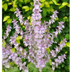 Salvie. Salvia sclarea. Muskatsalvie. Fr