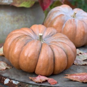 Grskar. Muscade de Provence. Cucurbita mochata. kologisk. Fr.