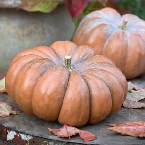 Gr�skar fr�. Muscade de Provence. Cucurbita mochata. Ca. 15 �kologiske fr�.