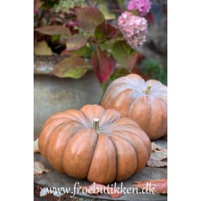 Grskar. Muscade de Provence. Cucurbita mochata. kologisk. Fr.