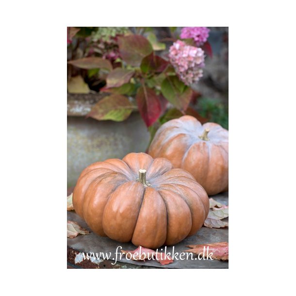 Grskar. Muscade de Provence. Cucurbita mochata. kologisk. Fr.