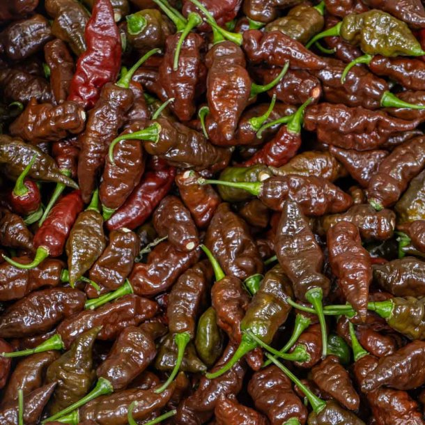 Chili fr�. Black Naga. Capsicum chinense. Ca. 10 Fr�