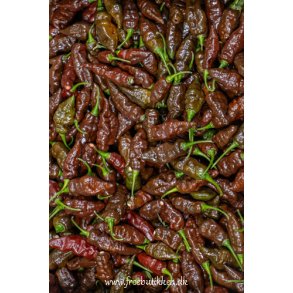 Chili. Black Naga. Capsicum chinense.Fr