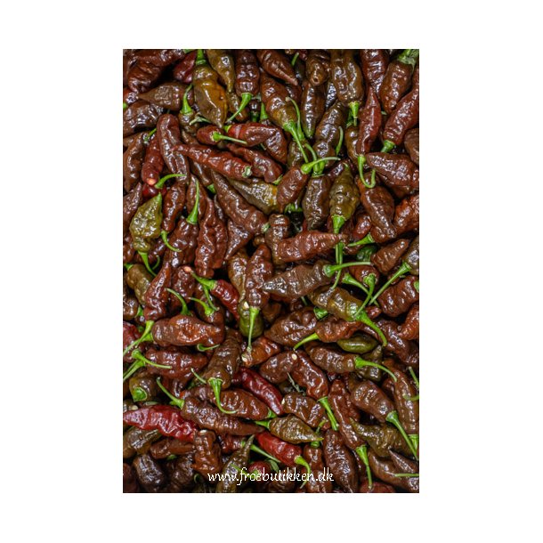 Chili. Black Naga. Capsicum chinense.Fr