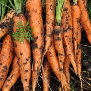 Gulerod fr�. Nantes 2. Daucus carota var. sativus. Ca.  5 meter �kologisk Fr�b�nd. Fr�.