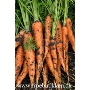 Gulerod. Nantes 2. Daucus carota var. sativus. kologisk Frbnd. Fr.