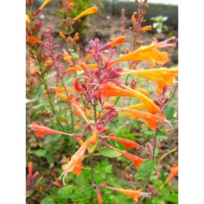 Indianermynte. Navajo sunset. Agastache auranatiaca. Fr.