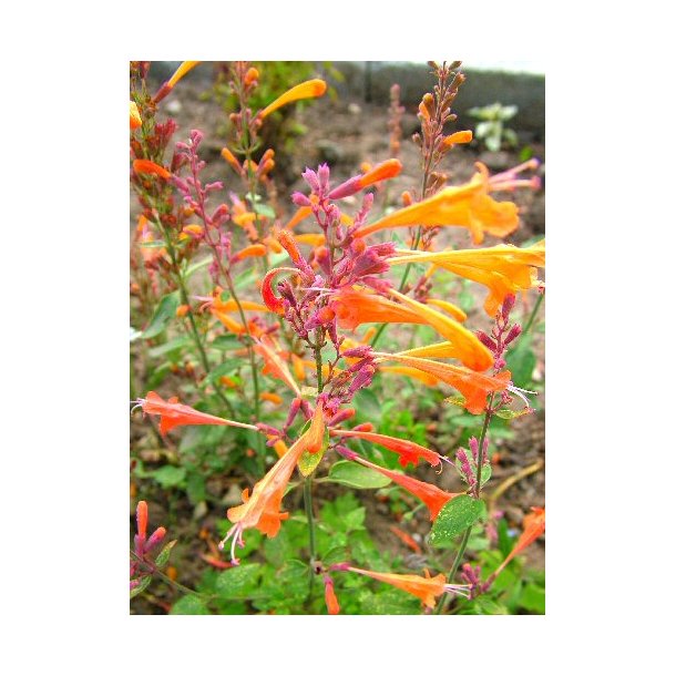 Indianermynte. Navajo sunset. Agastache auranatiaca. Fr.