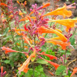 Indianermynte fr�. Navajo sunset. Agastache auranatiaca. Fr�.