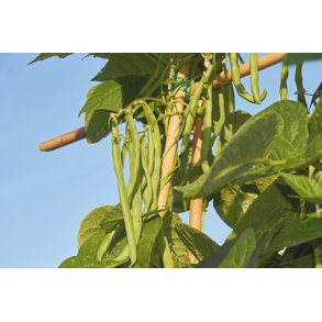 Bnner. Neckarknigin. Klatrende. Phaseolus vulgaris.  Fr.