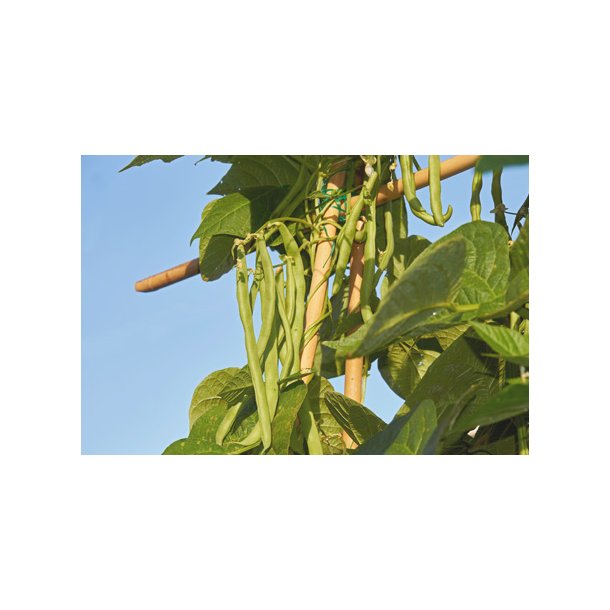 Bnner. Neckarknigin. Klatrende. Phaseolus vulgaris.  Fr.