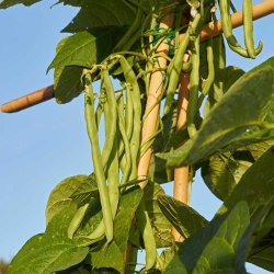 B�nner fr�. Neckark�nigin. Klatrende. Phaseolus vulgaris.  Ca. 70 Fr�.