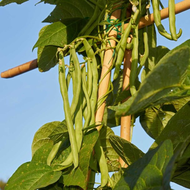 B�nner fr�. Neckark�nigin. Klatrende. Phaseolus vulgaris.  Ca. 70 Fr�.