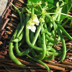 B�nner fr�. Neckark�nigin. Klatrende. Phaseolus vulgaris.  Ca. 70 Fr�.