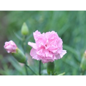Nellike. Soft pink. Dianthus caryophyllus.  Fr