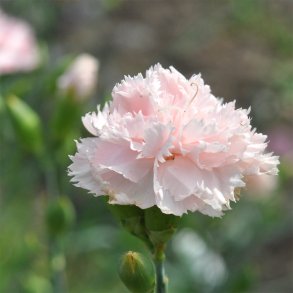 Nellike fr�. Soft pink. Dianthus caryophyllus.  Ca. 325 Fr�
