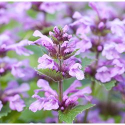 Katteurt / Catnip. Nepeta cataria. Fr.