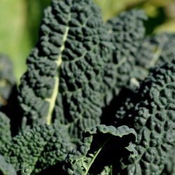 Palmekl. Nero di Toscana. Brassica oleracea convar. acephala var. sabellica. Fr.