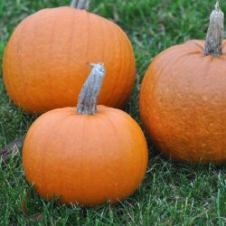 Gr�skar. New England Pie. Cucurbita pepo. Ca. 10 Fr�.
