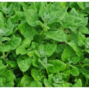 Spinat. New Zealand. Tetragonia tetragonioides. Fr.