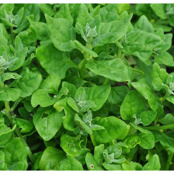 Spinat. New Zealand. Tetragonia tetragonioides. Fr.