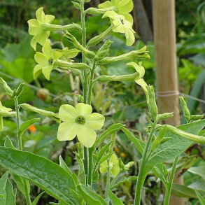 Tobaksblomst fr�. Nicotiana x sanderae. Lime green. Ca. 4500 Fr�.