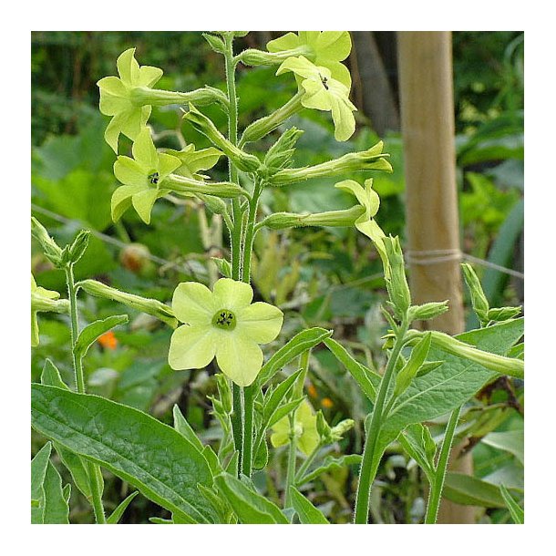 Tobaksblomst fr�. Nicotiana x sanderae. Lime green. Ca. 4500 Fr�.