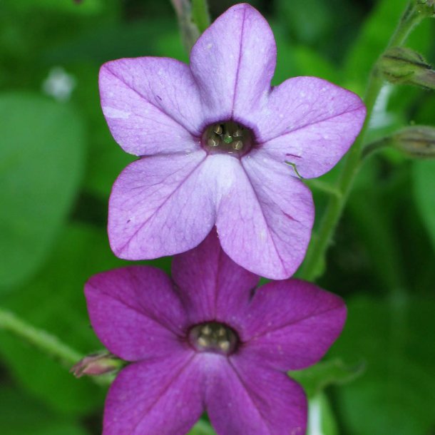 Tobaksblomst fr�. Nicotiana sanderae. Perfume blue. F1 Ca. 50 Fr�.