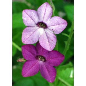 Tobaksblomst. Nicotiana sanderae. Perfume blue. F1 Fr.