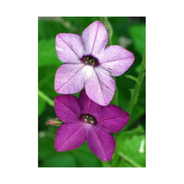 Tobaksblomst. Nicotiana sanderae. Perfume blue. F1 Fr.